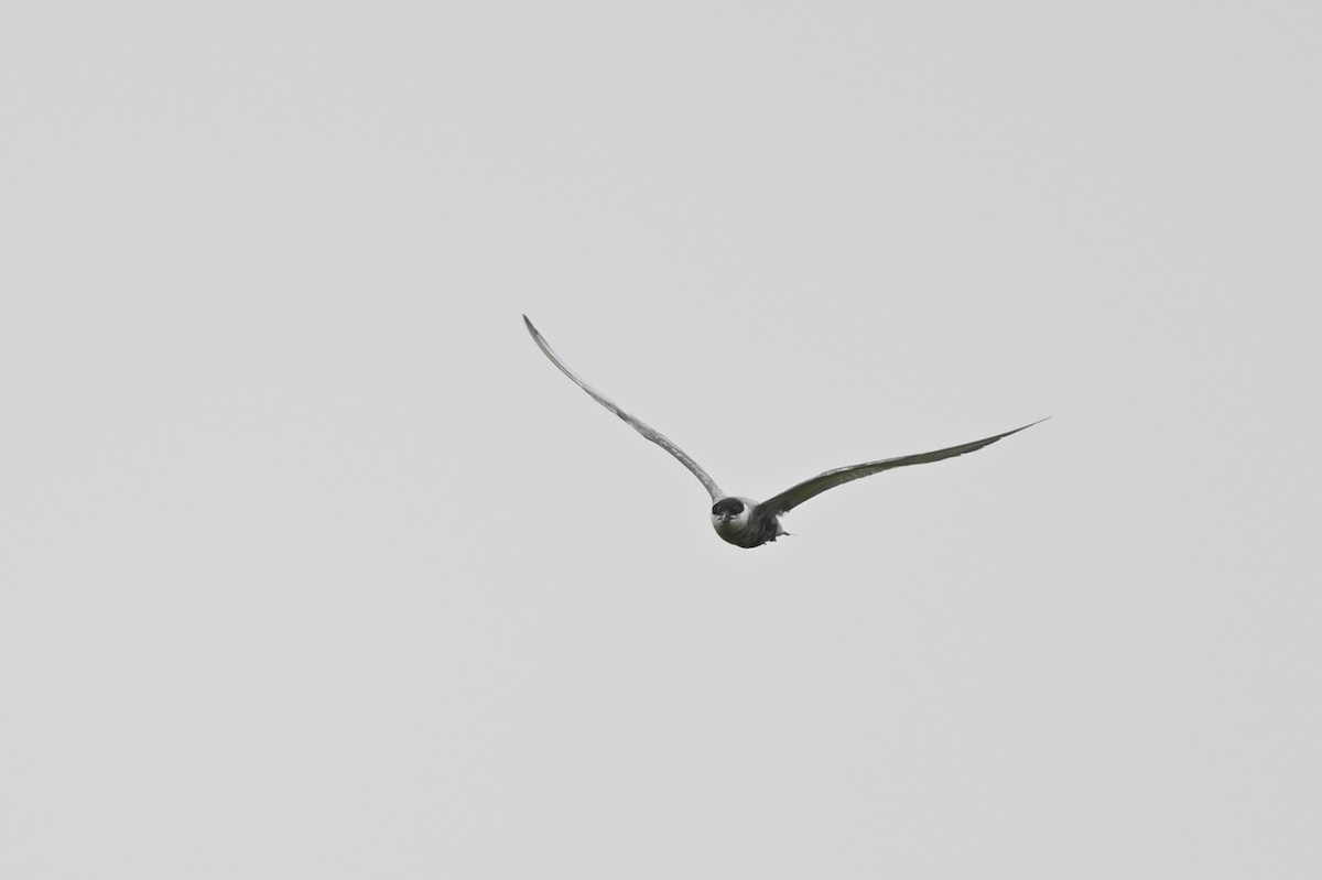 Whiskered Tern - ML642685996