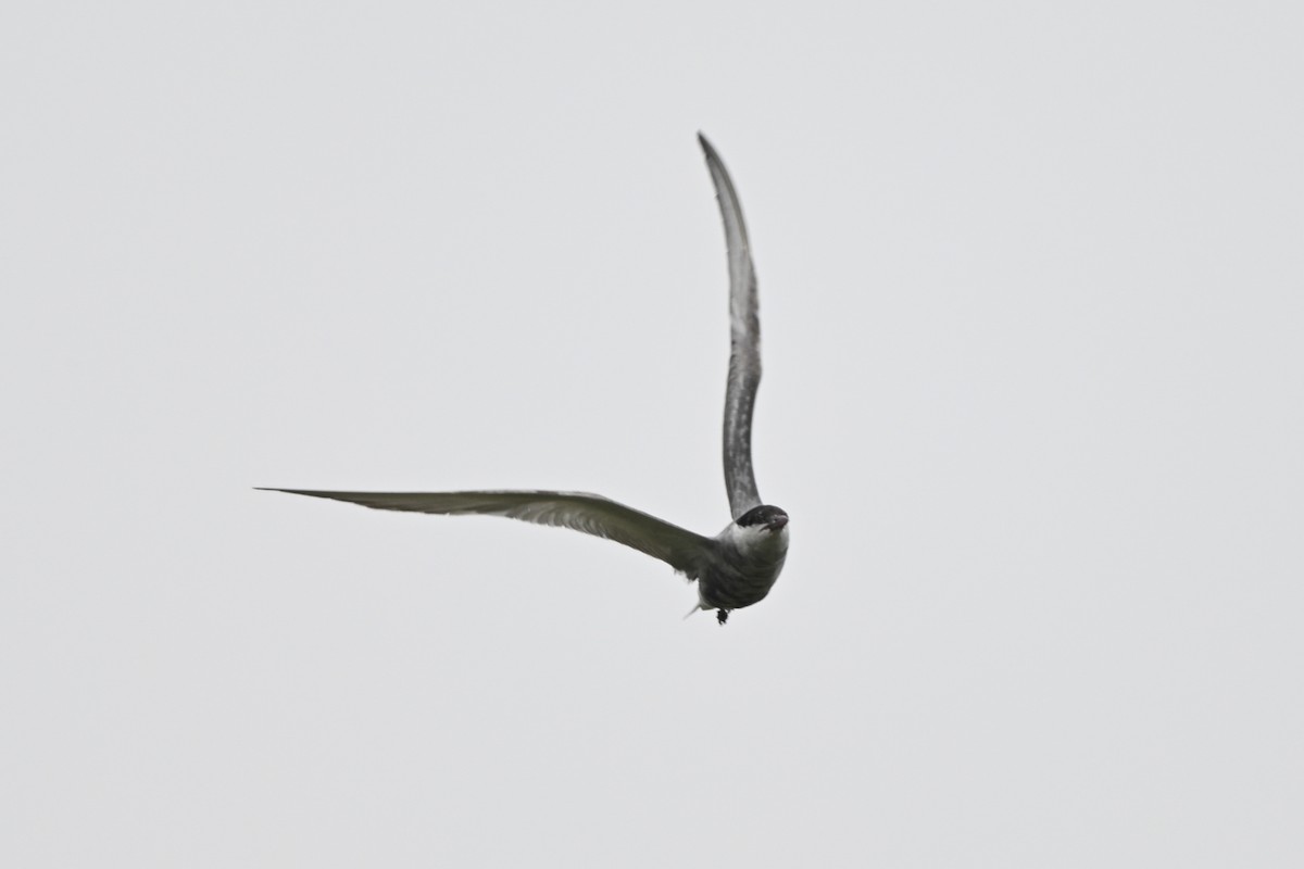 Whiskered Tern - ML642685997