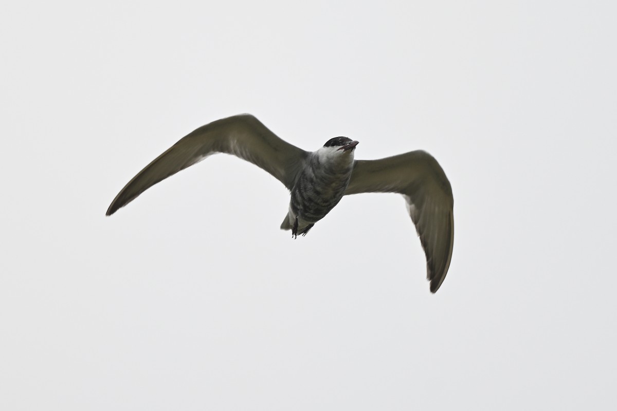 Whiskered Tern - ML642685998