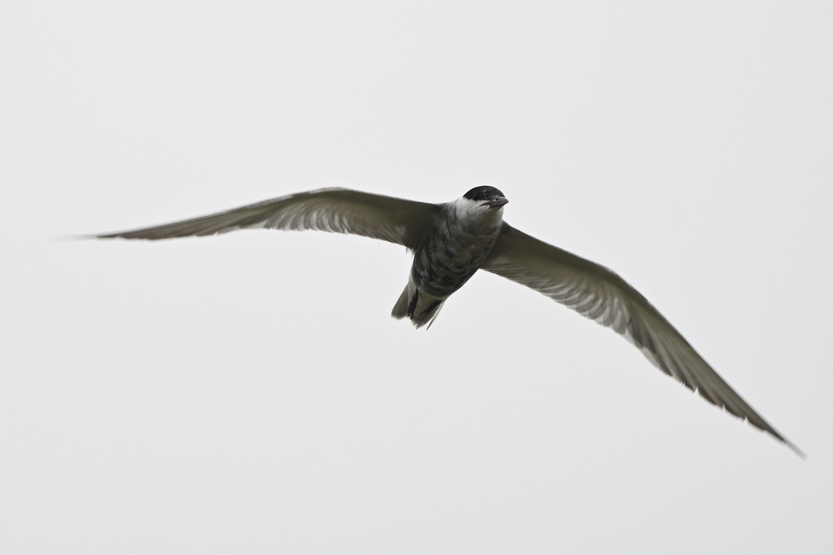 Whiskered Tern - ML642685999