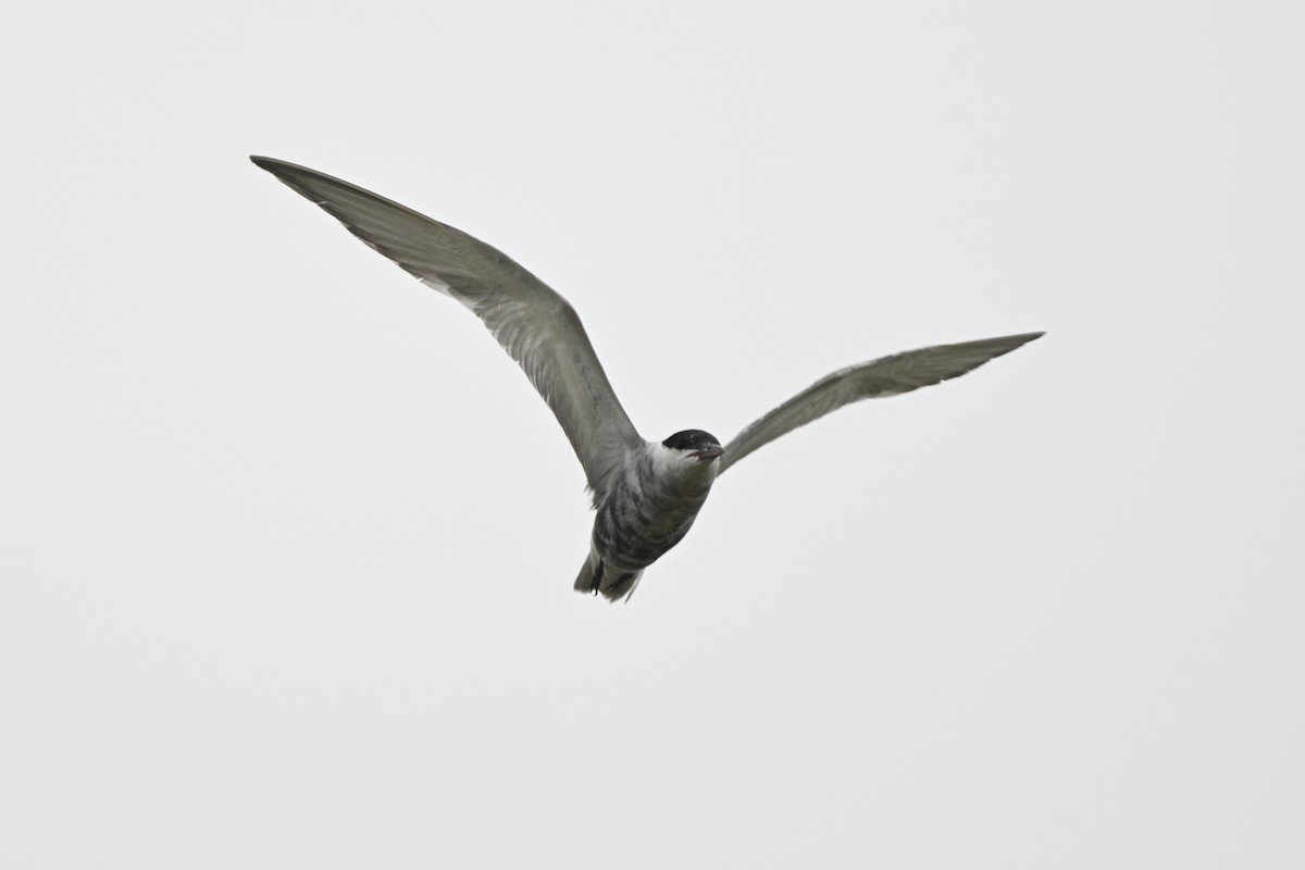 Whiskered Tern - ML642686000