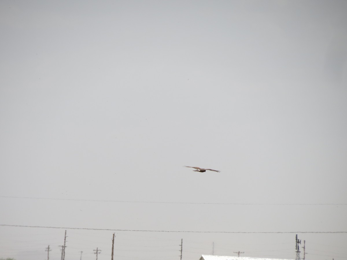 Northern Harrier - ML642686001