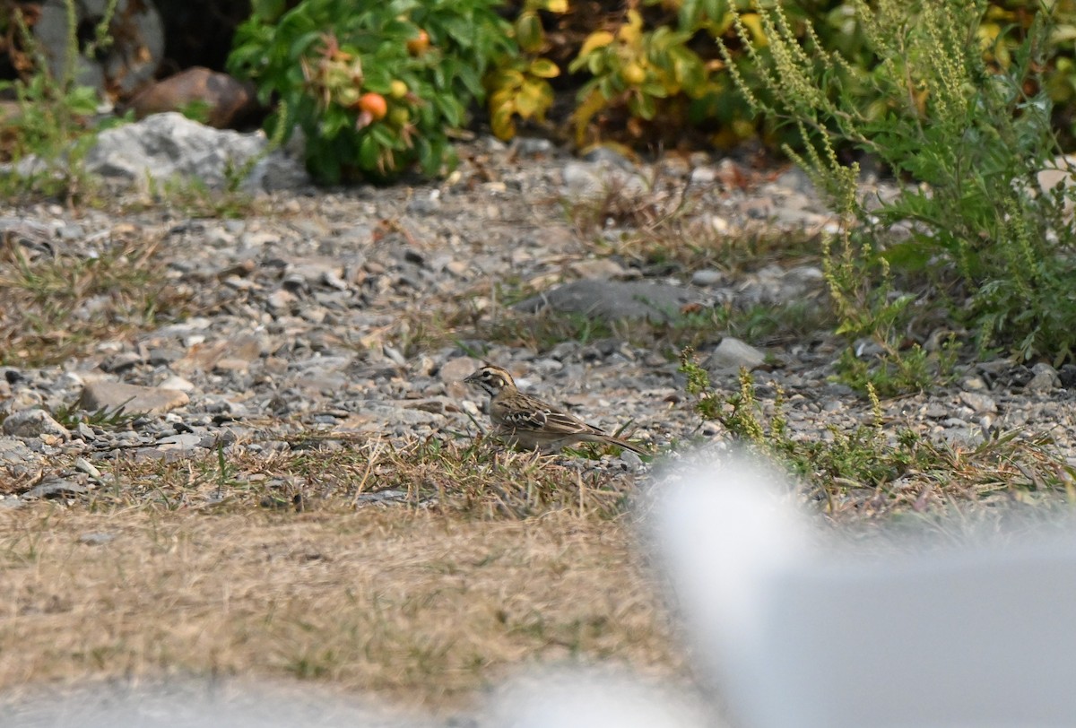 Lark Sparrow - ML642686007