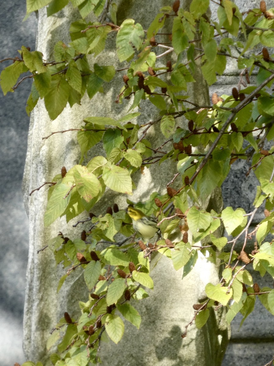 Black-throated Green Warbler - ML642686011