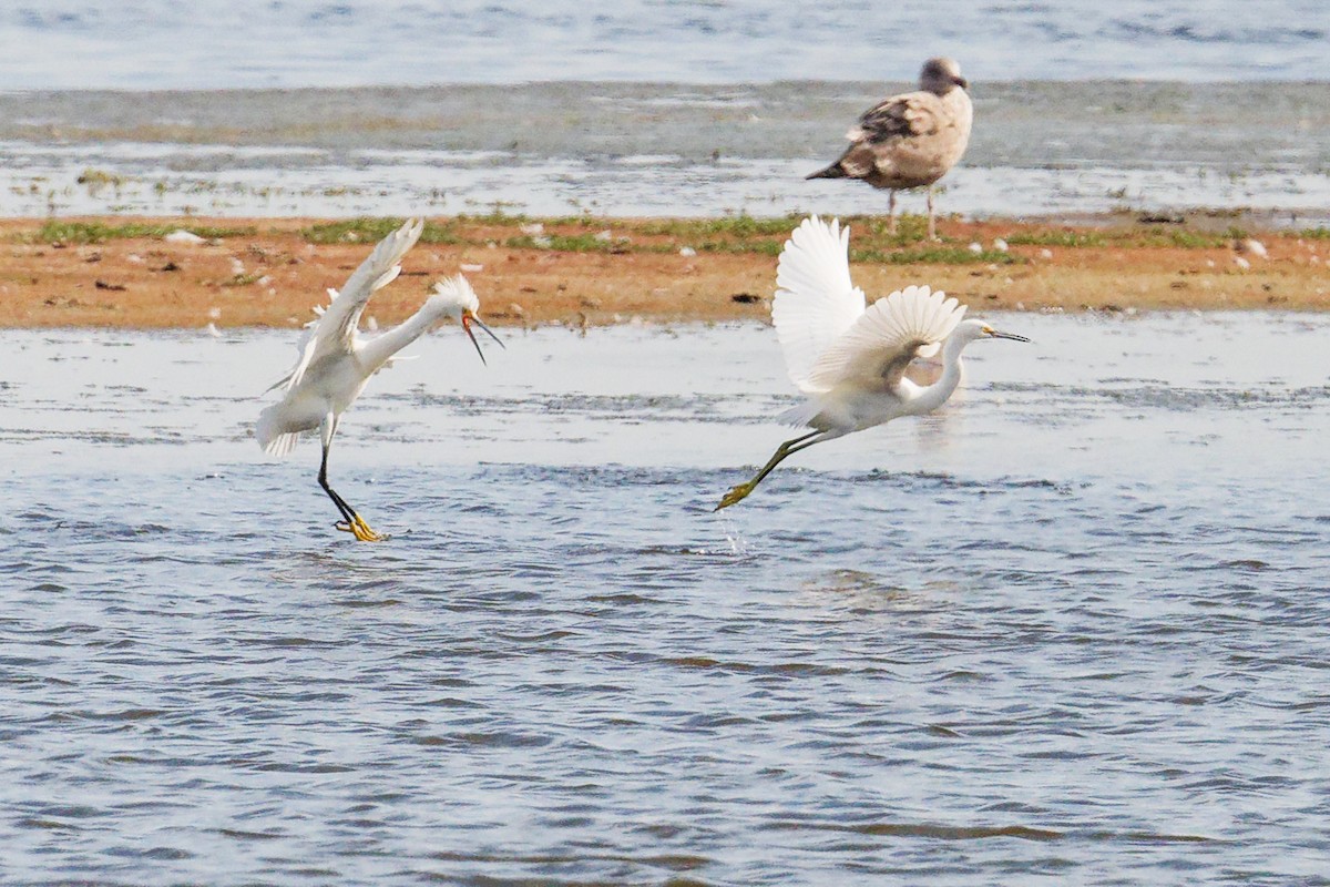 Snowy Egret - ML642686024