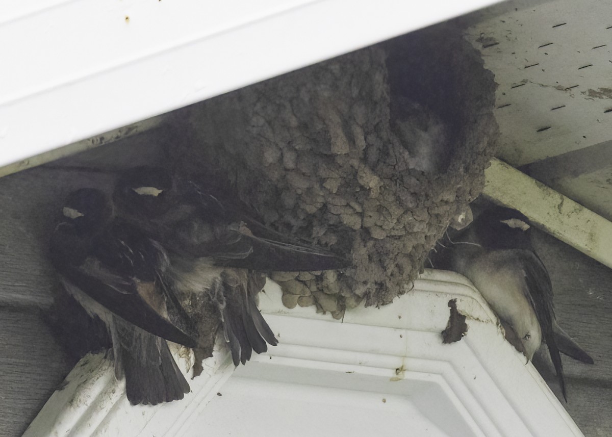 Cliff Swallow - ML642686026