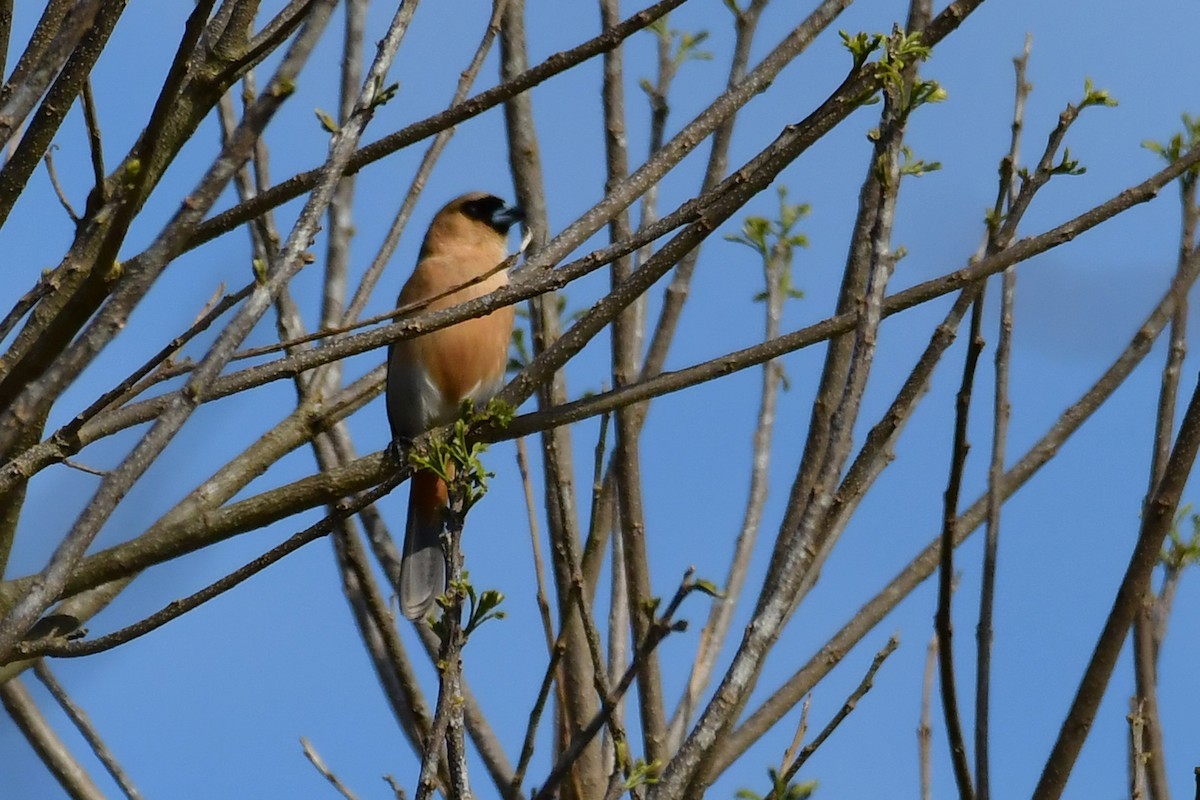 Cinnamon Tanager - ML642686027