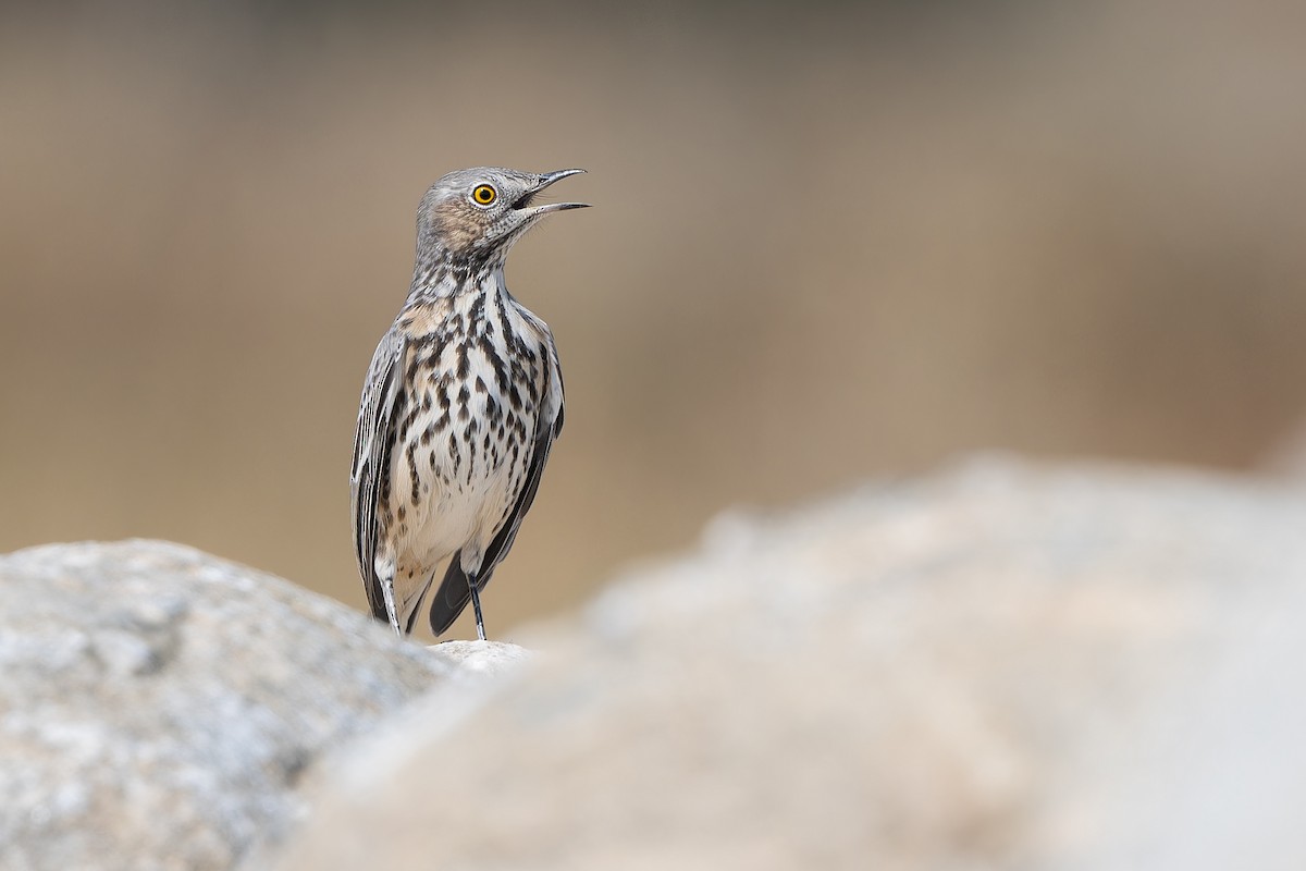 Sage Thrasher - ML642686028