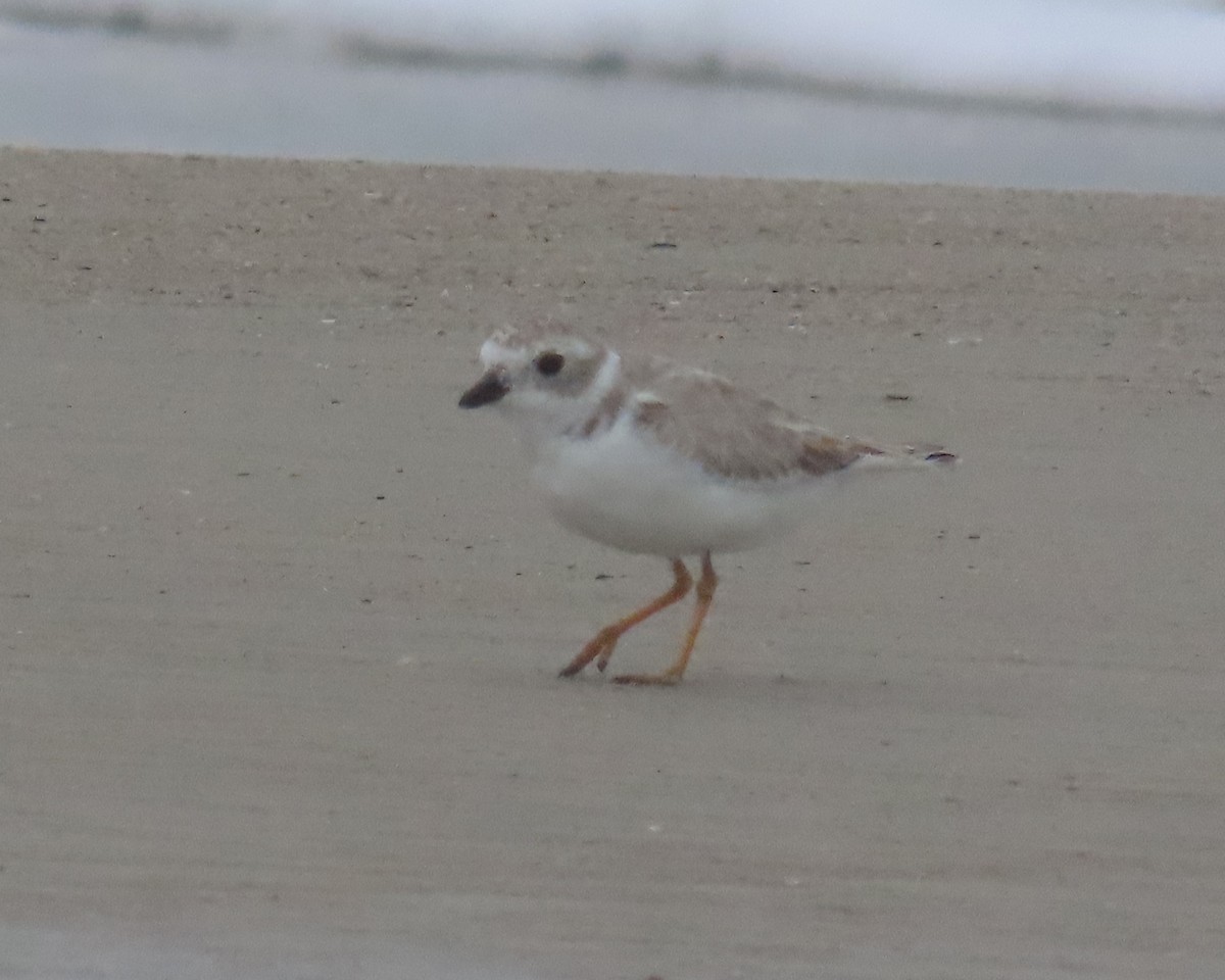Piping Plover - ML642686032