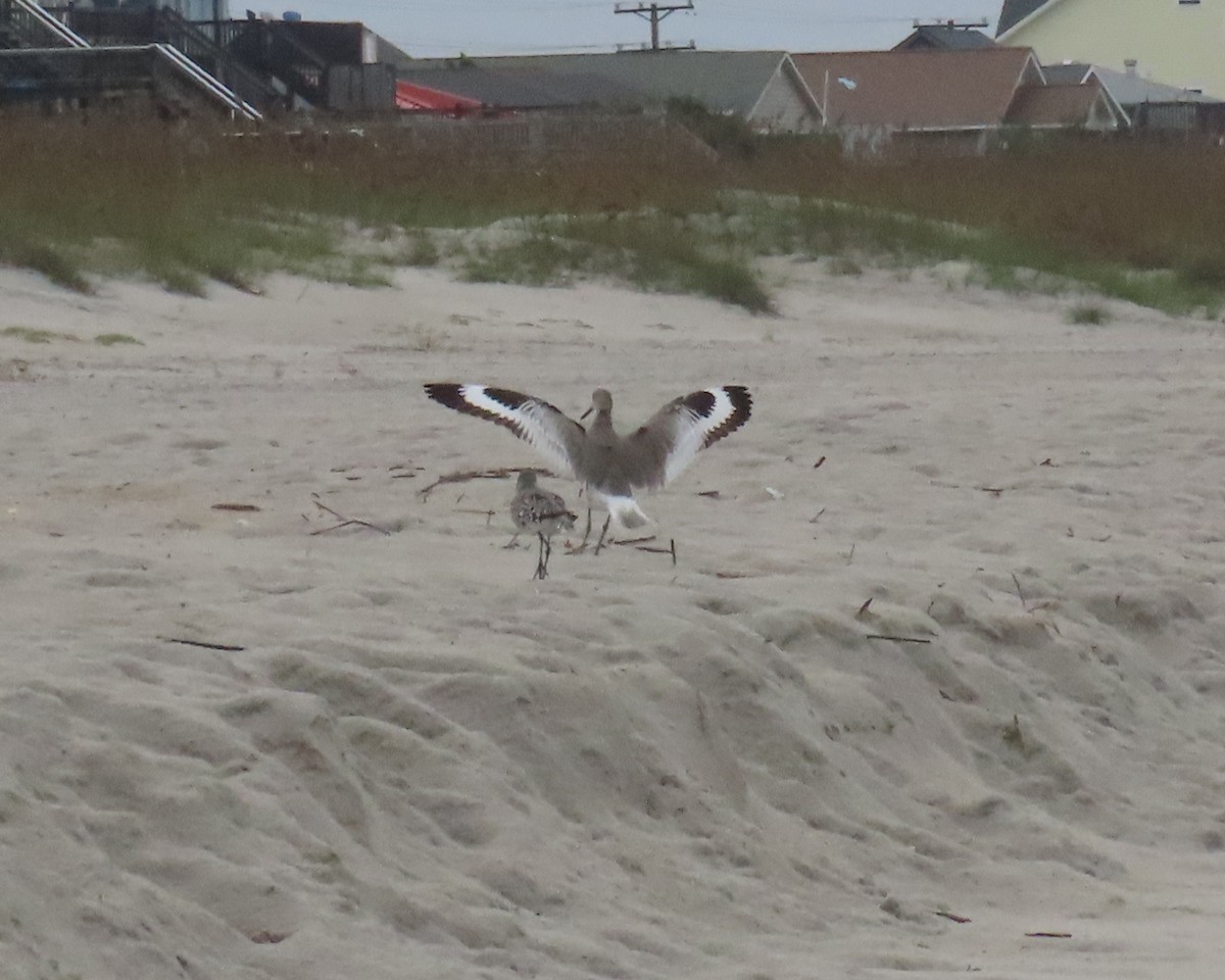 Willet - ML642686044