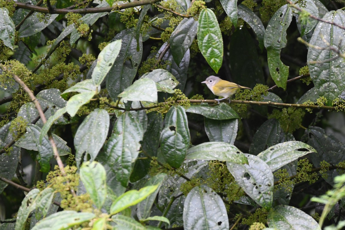 Lesser Greenlet - ML642686056