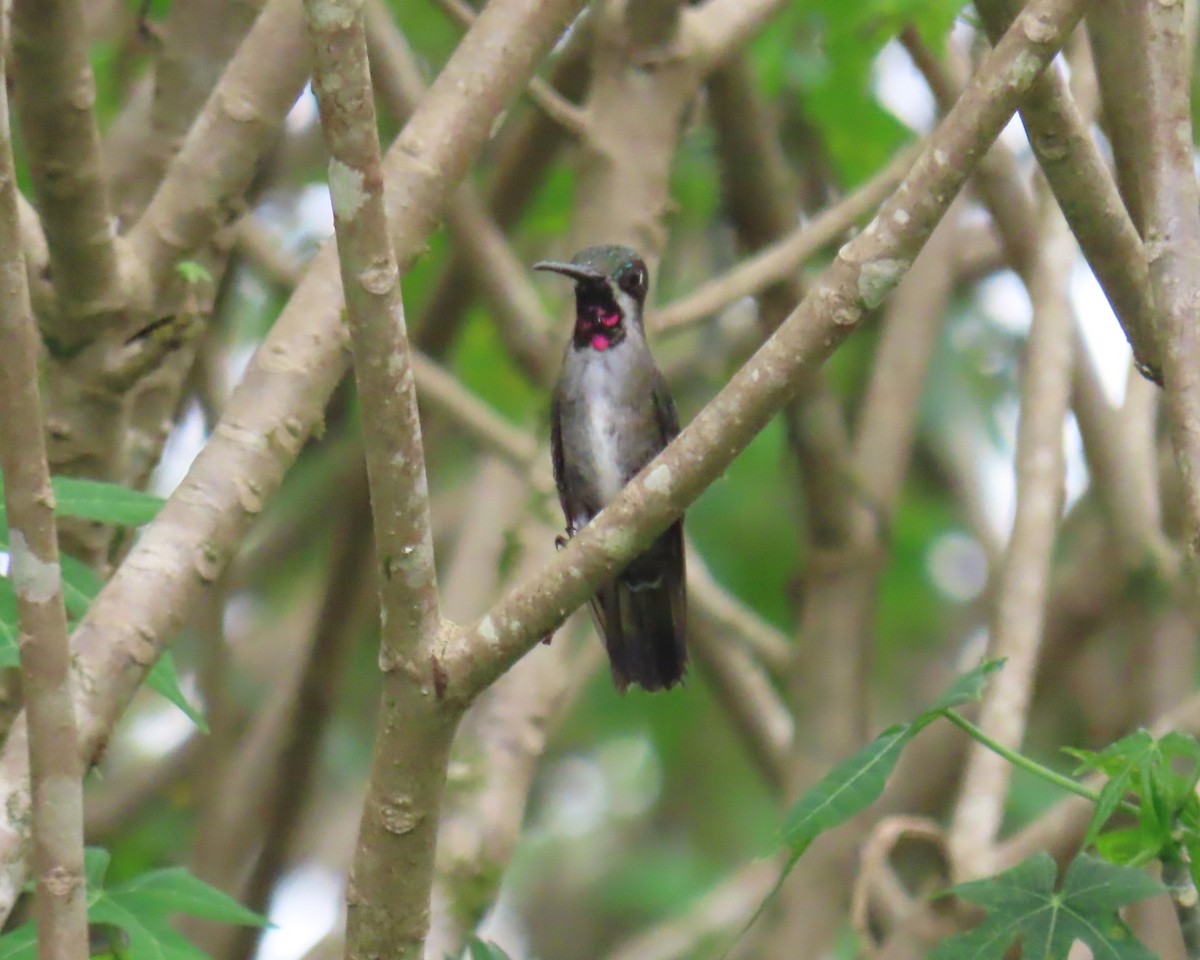 Long-billed Starthroat - ML642686057