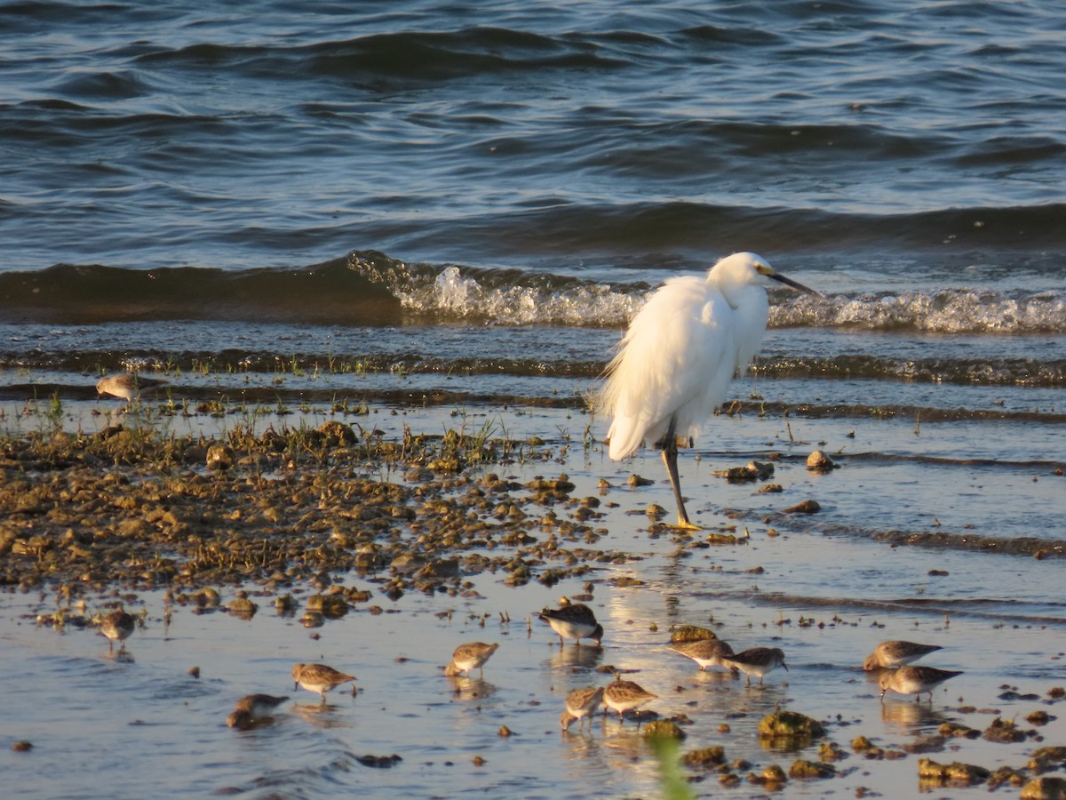 Snowy Egret - ML642686068