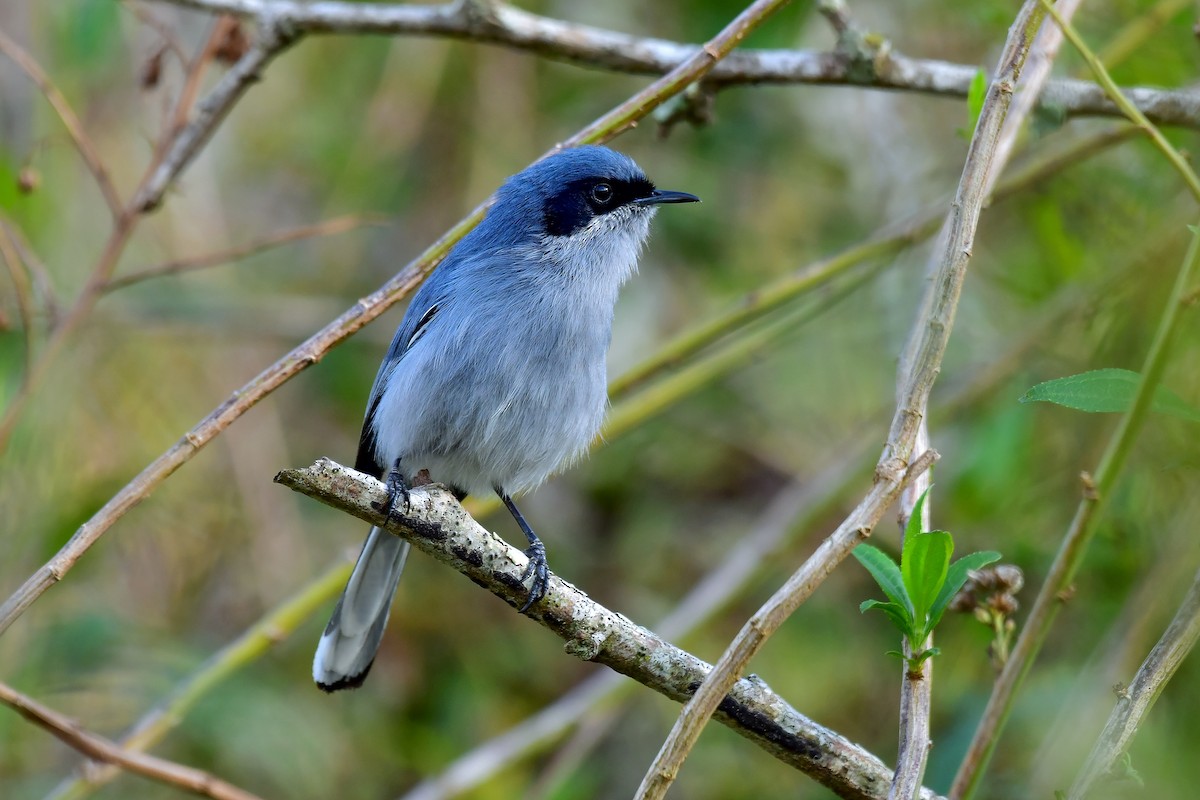 Masked Gnatcatcher - ML642686069