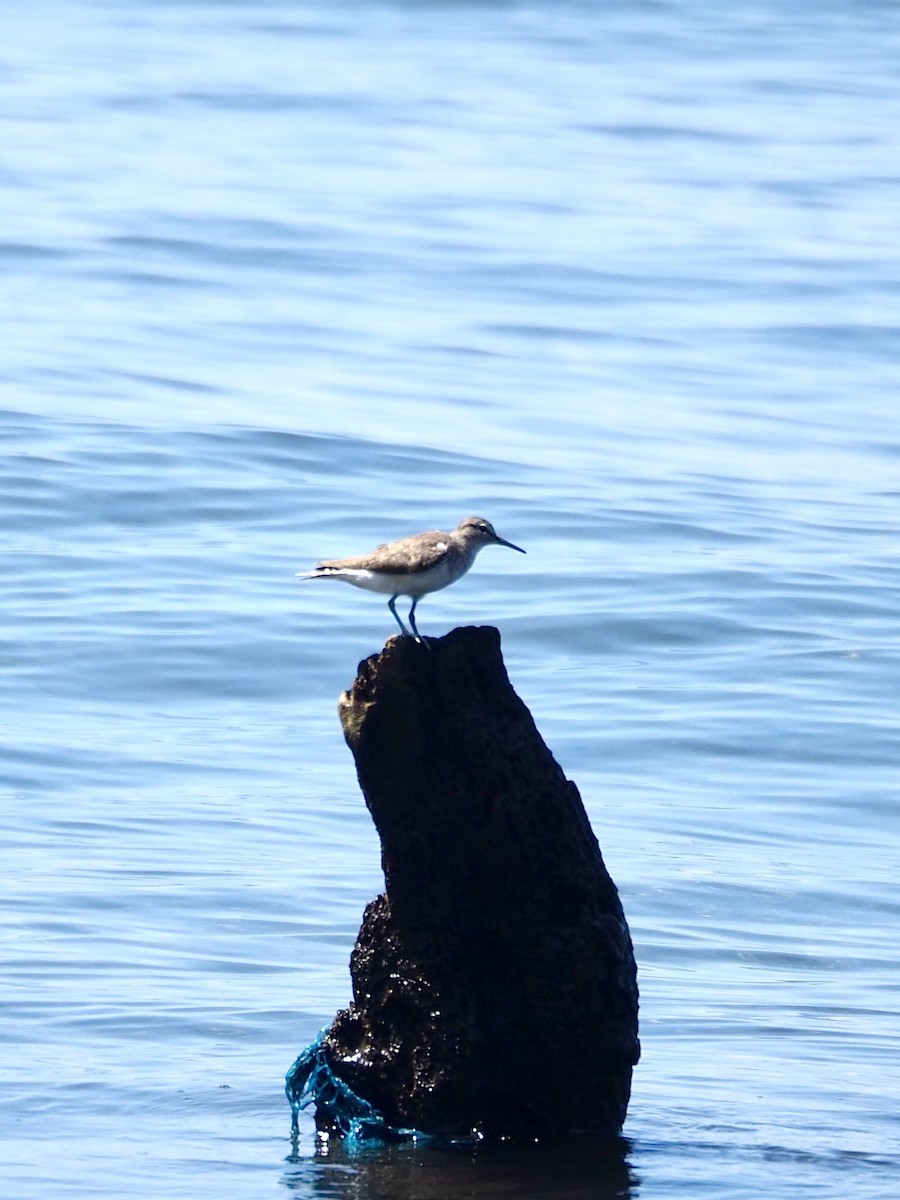 Common Sandpiper - ML642686079