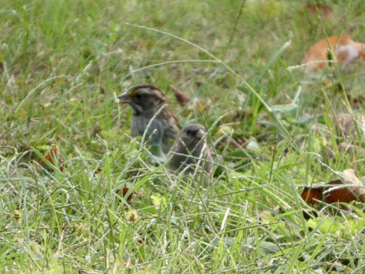 Dark-eyed Junco - ML642686082