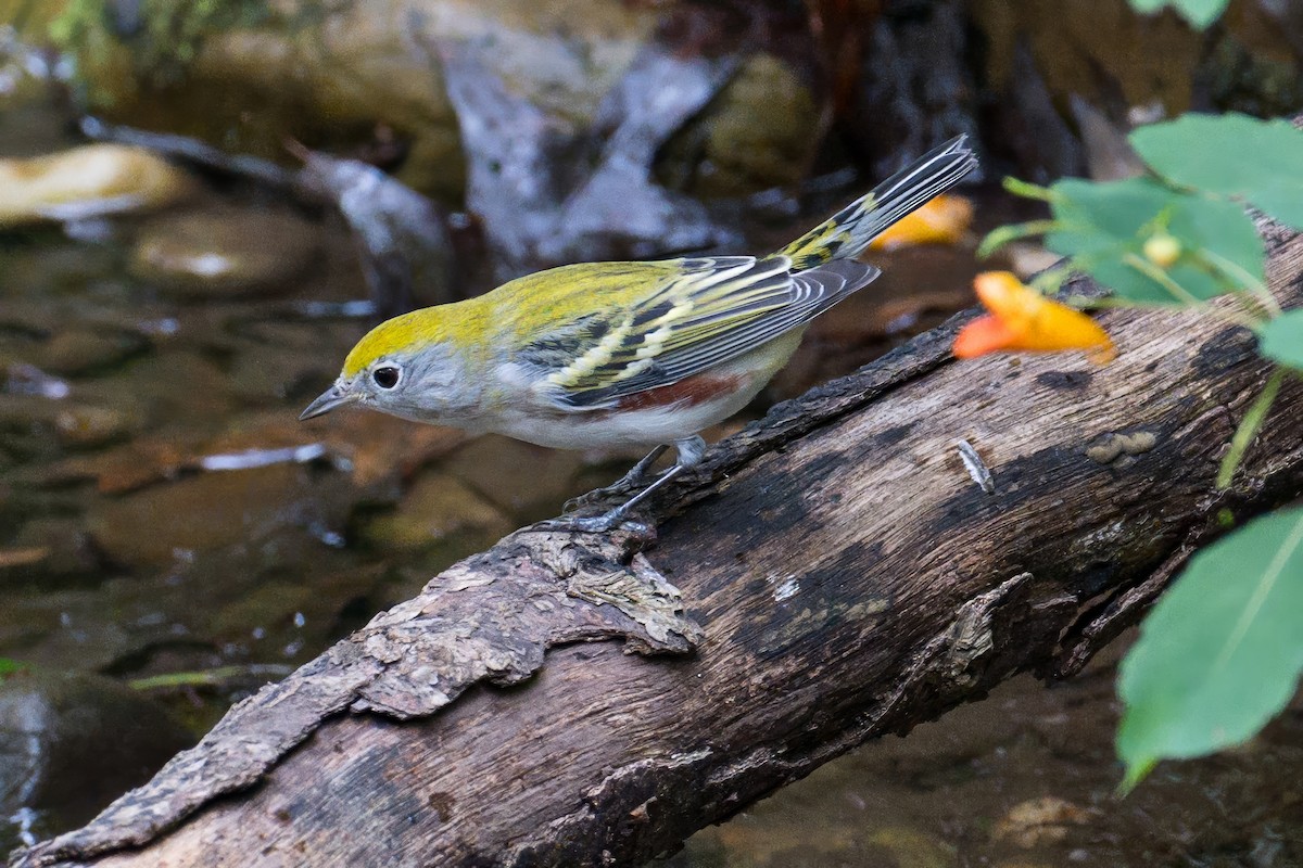 Chestnut-sided Warbler - ML642686095
