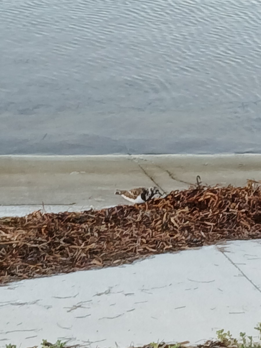 Ruddy Turnstone - ML642686096
