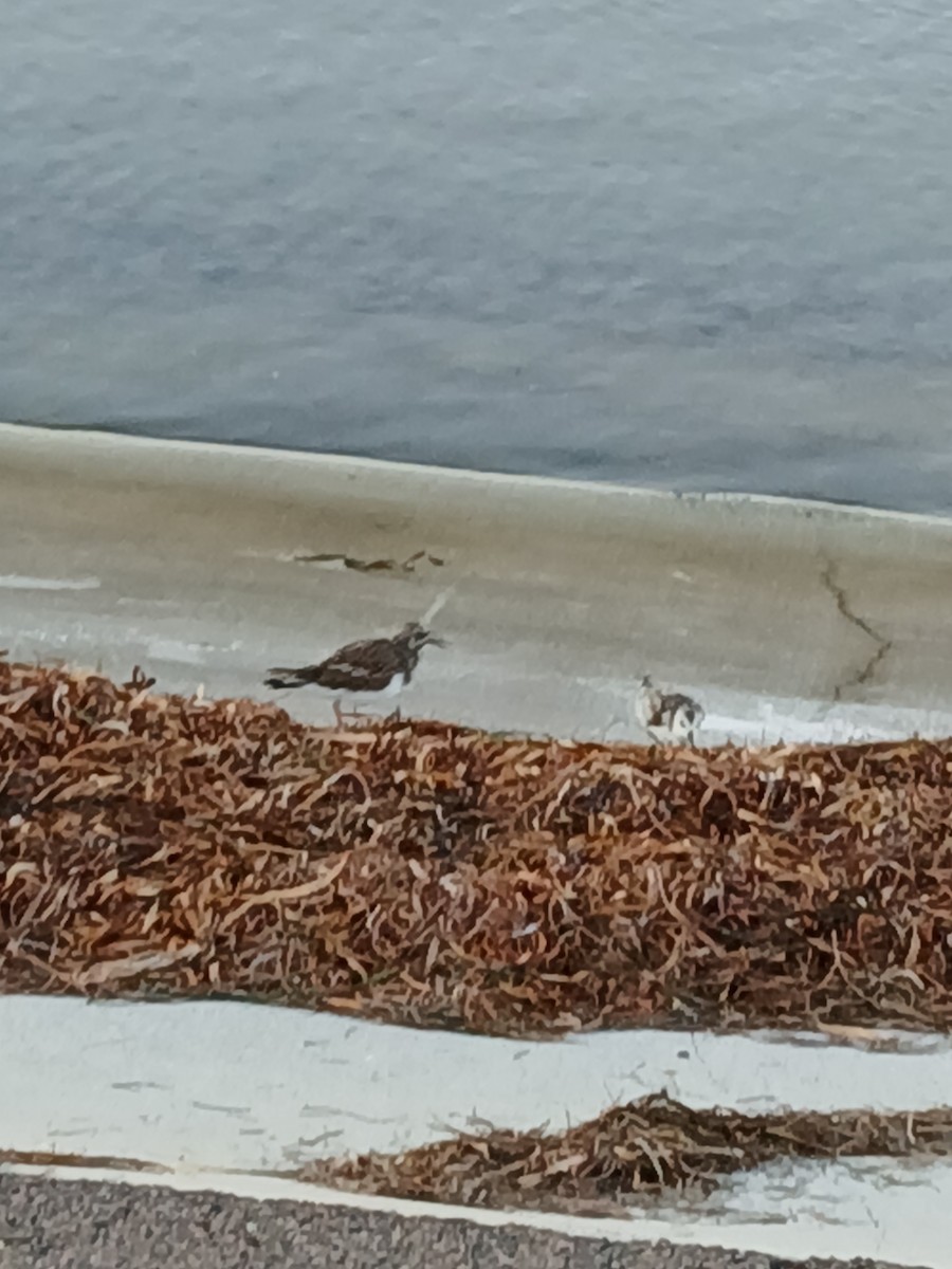 Ruddy Turnstone - ML642686097