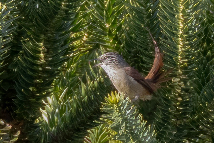 Araucaria Tit-Spinetail - ML642686098