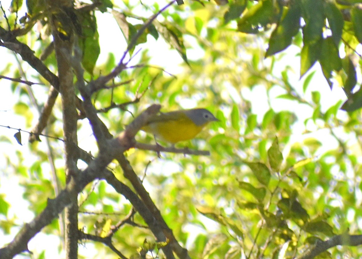 Nashville Warbler - ML642686099