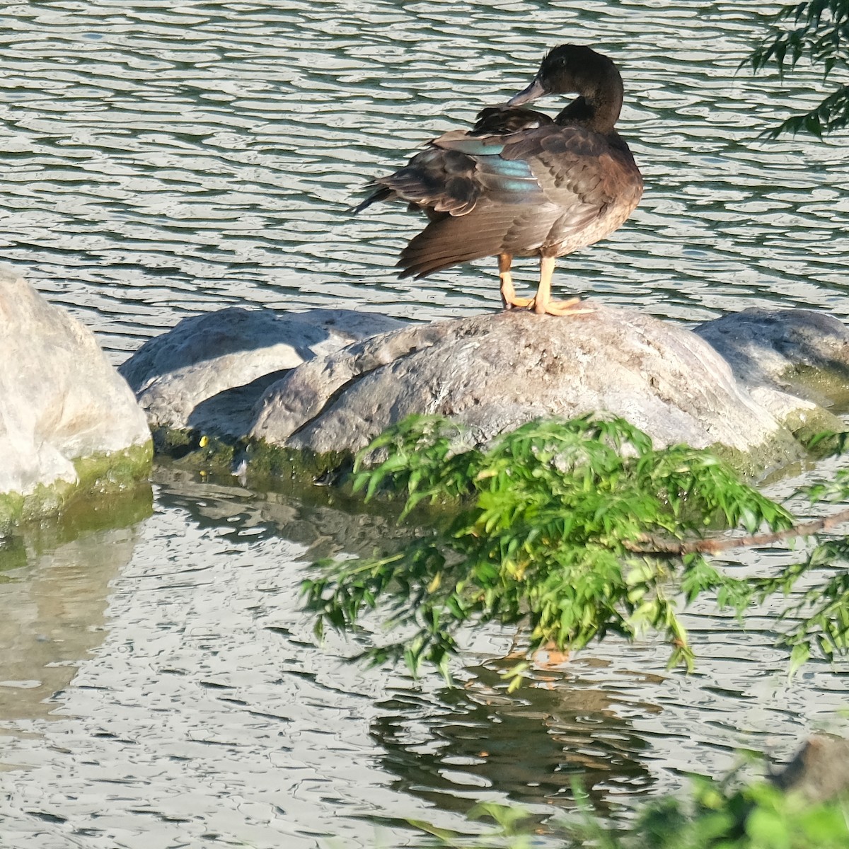 Mallard - ML642686101