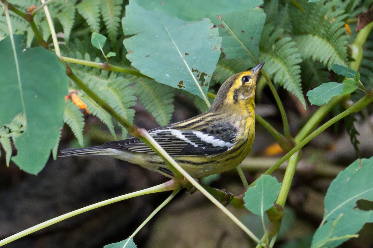 Blackburnian Warbler - ML642686102