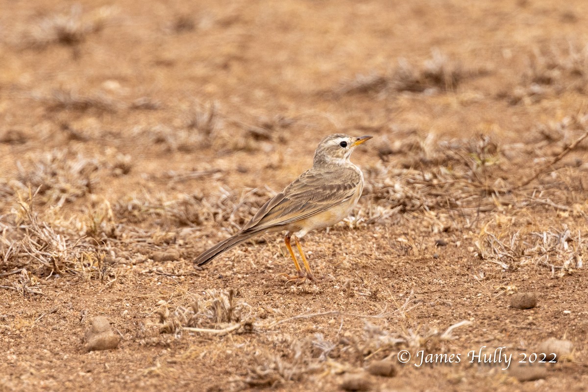 Plain-backed Pipit - ML642686103