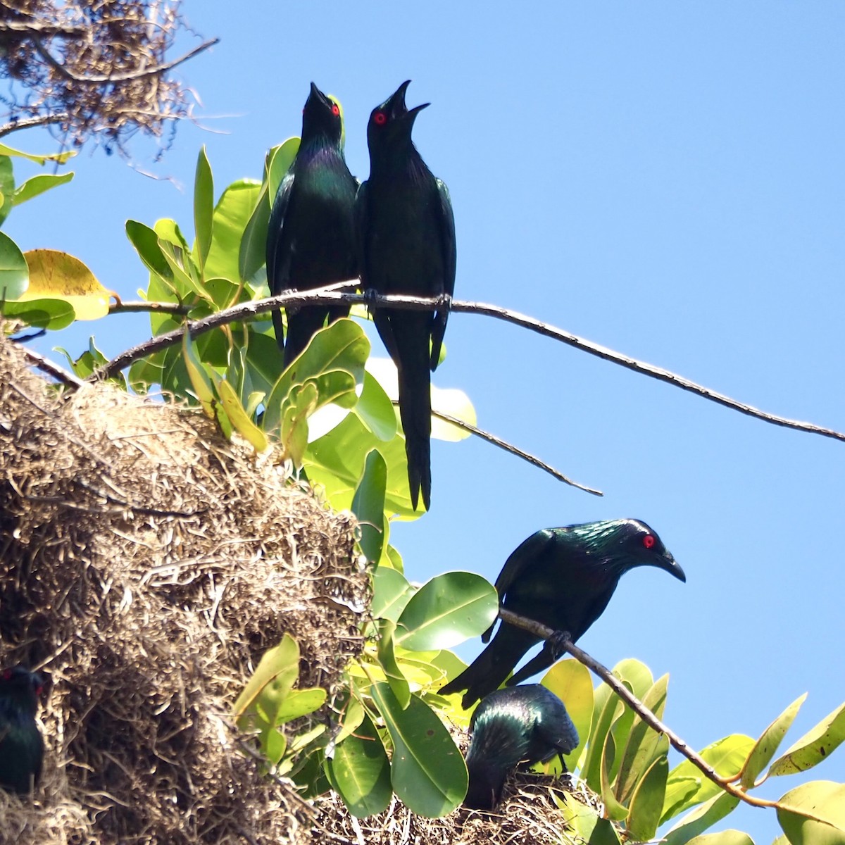 Metallic Starling - ML642686105