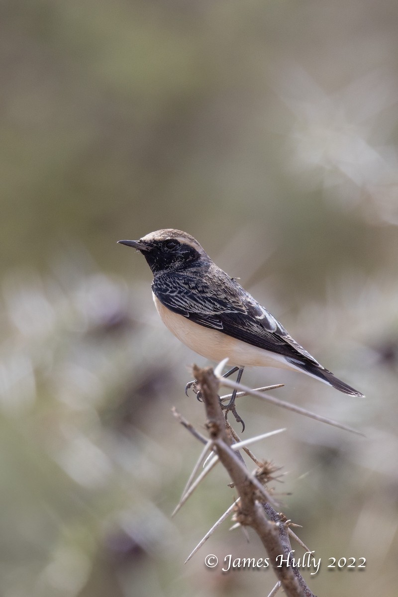 Pied Wheatear - ML642686106