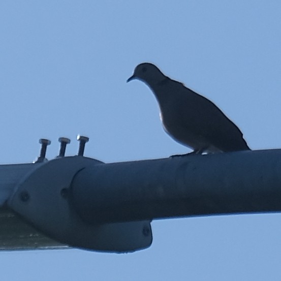 Red Collared-Dove - ML642686107