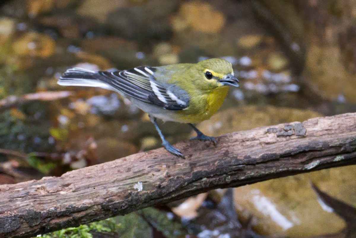 Yellow-throated Vireo - ML642686108