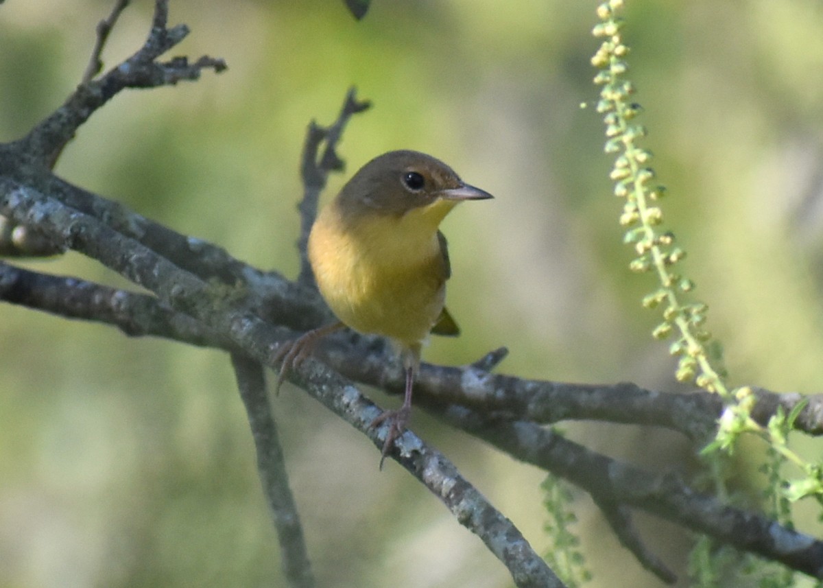 Common Yellowthroat - ML642686109