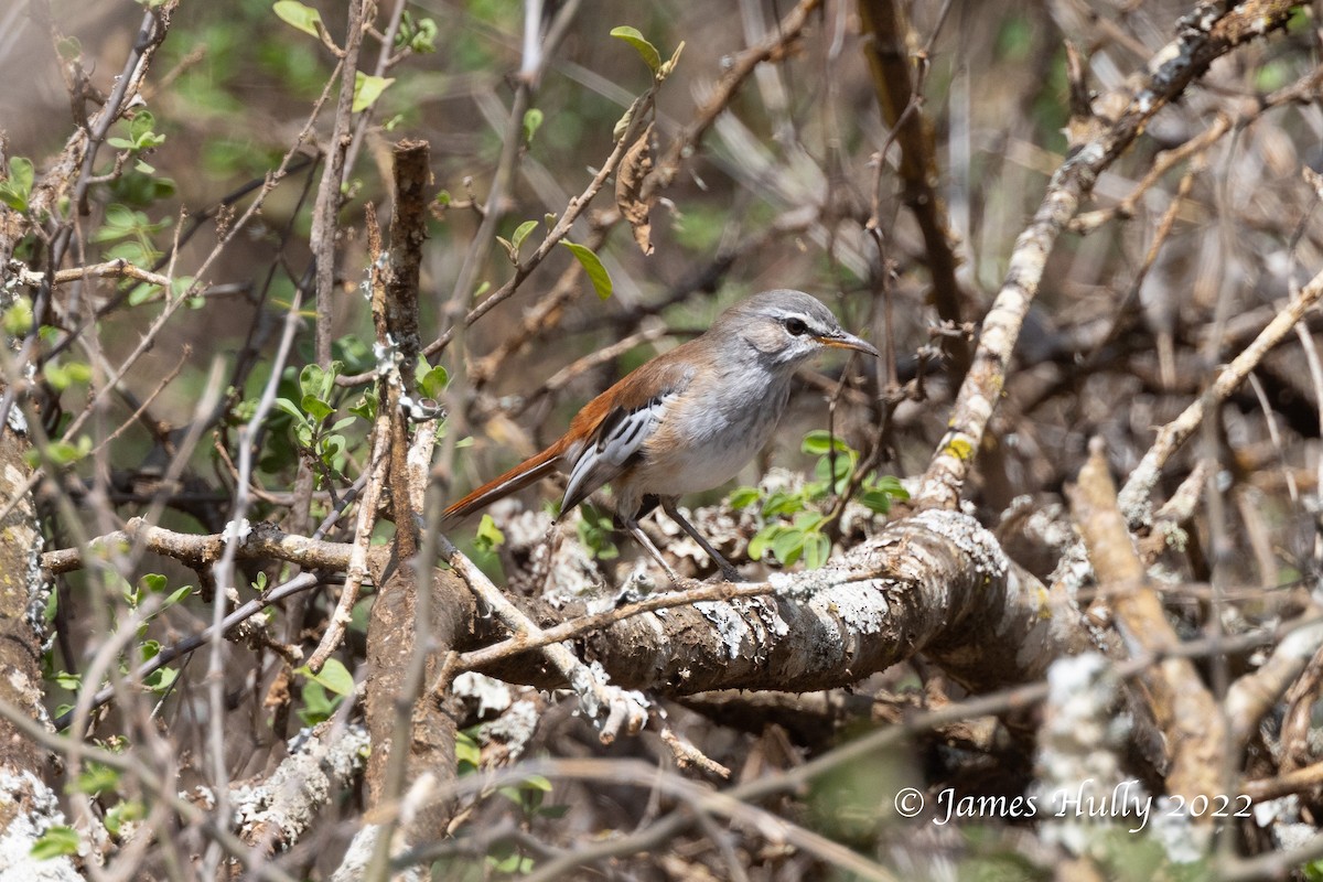 White-browed Scrub-Robin - ML642686110