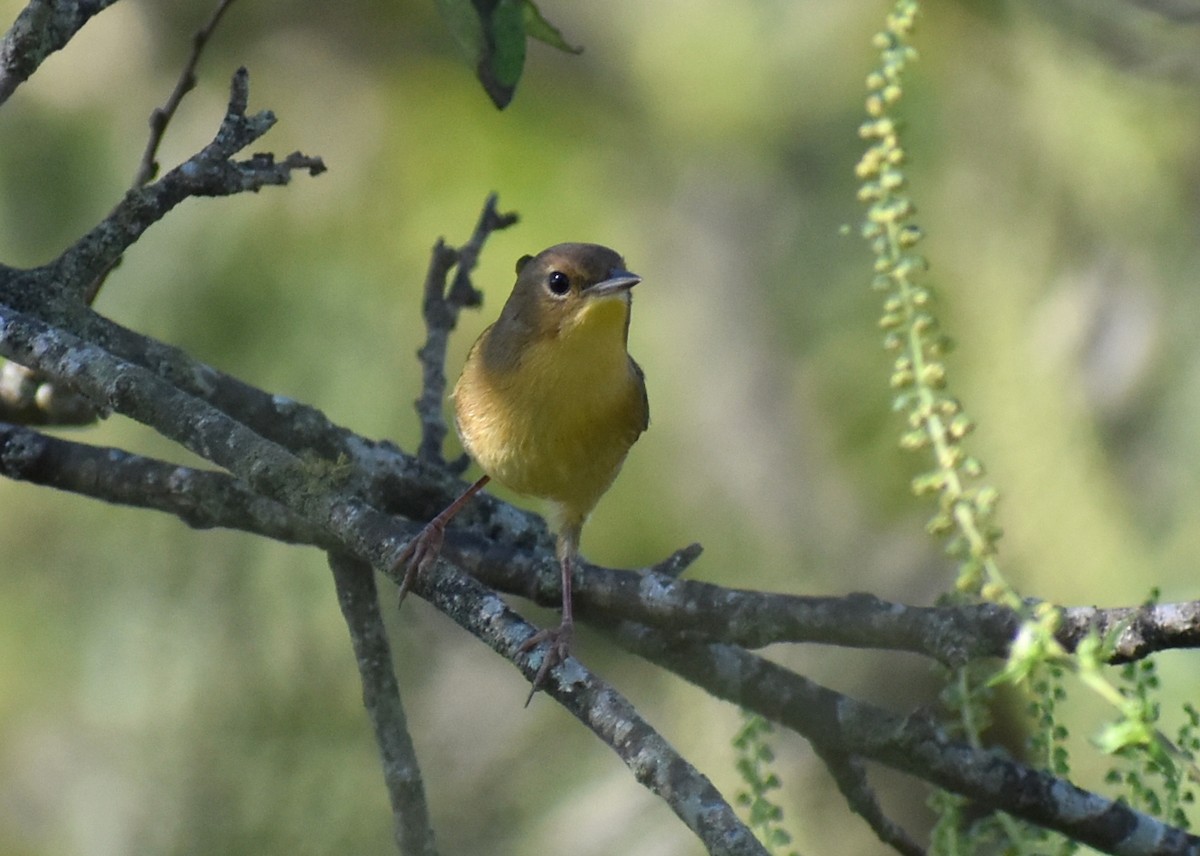 Common Yellowthroat - ML642686111