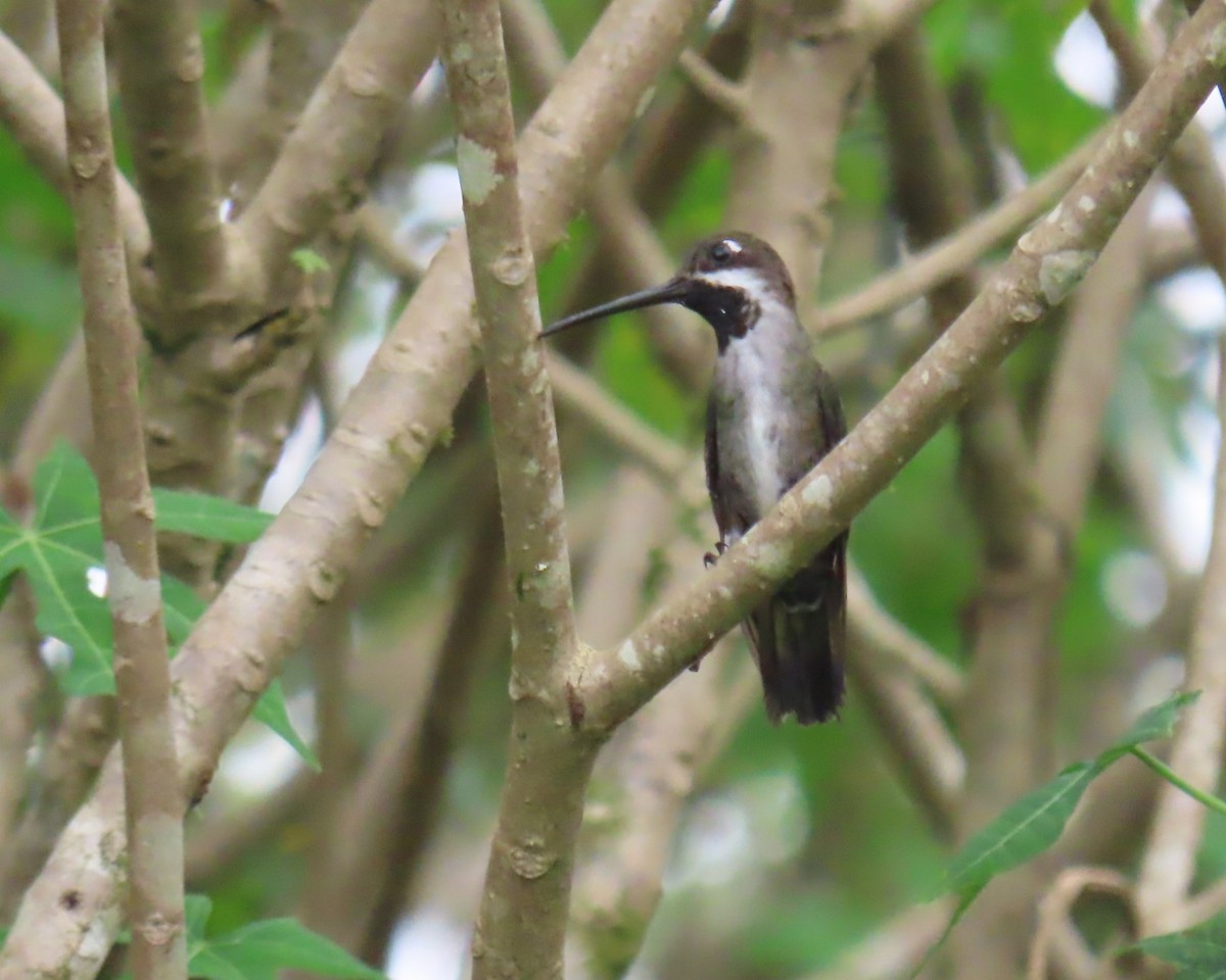 Long-billed Starthroat - ML642686118