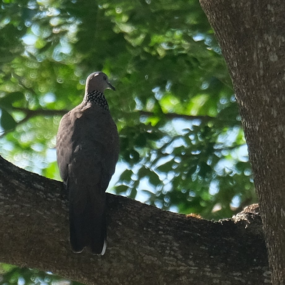 Spotted Dove - ML642686120