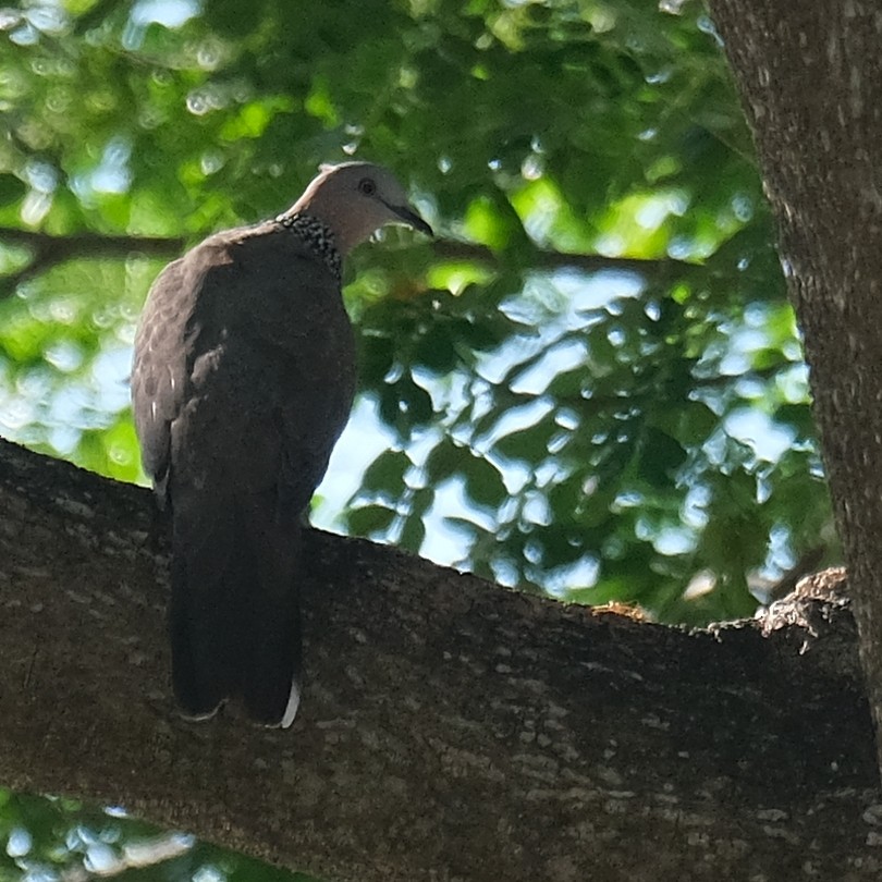 Spotted Dove - ML642686121