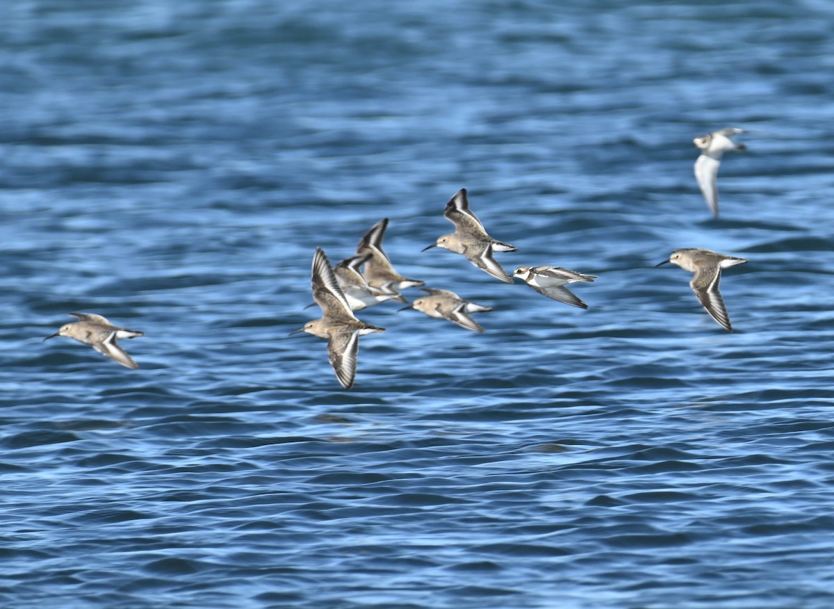 Dunlin - ML642686124