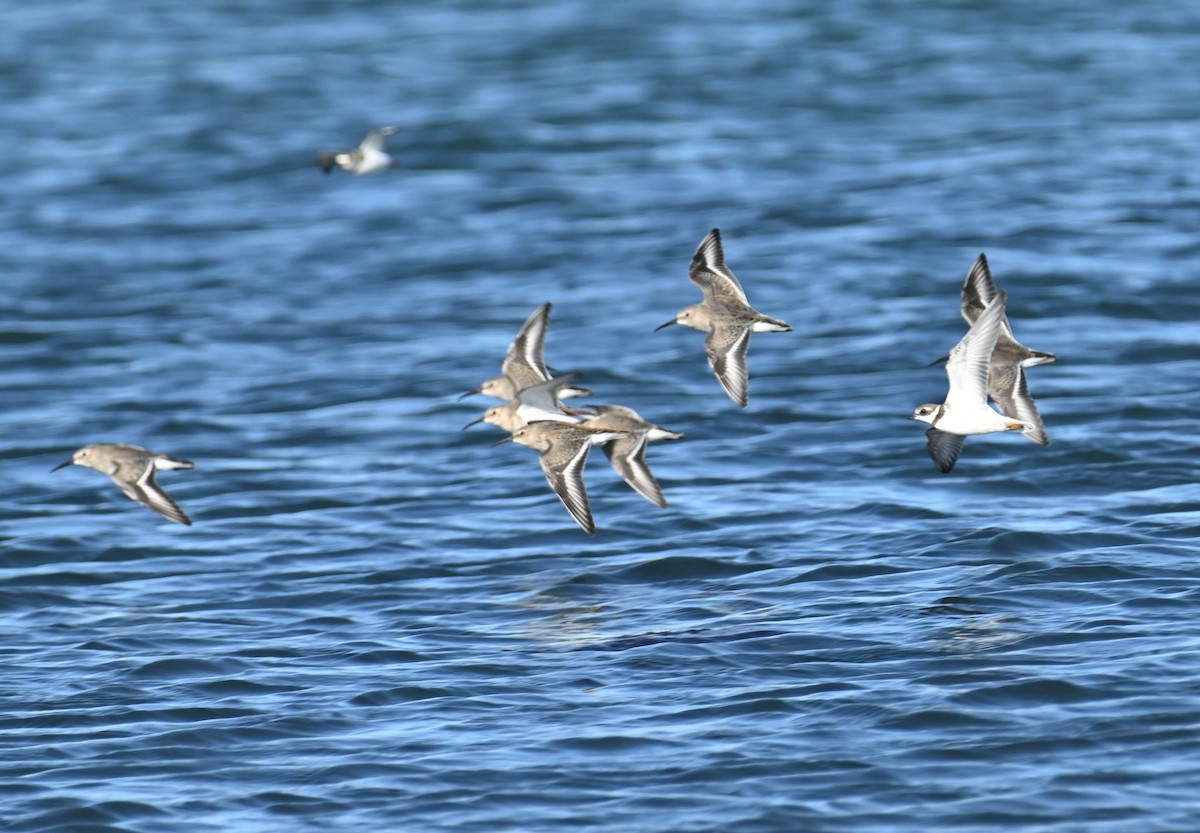 Dunlin - ML642686125