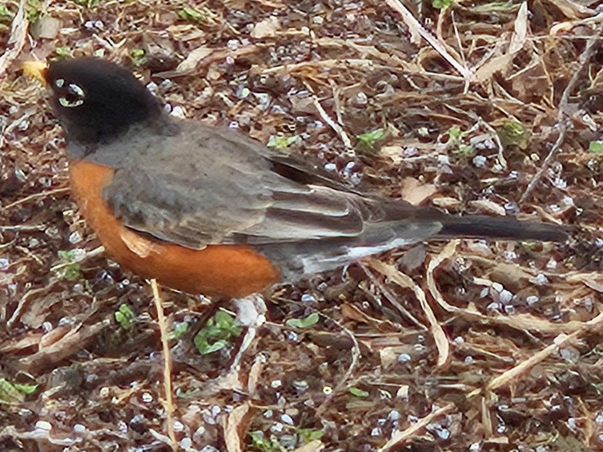 American Robin - ML642686126