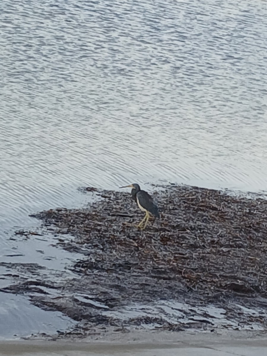 Tricolored Heron - ML642686128