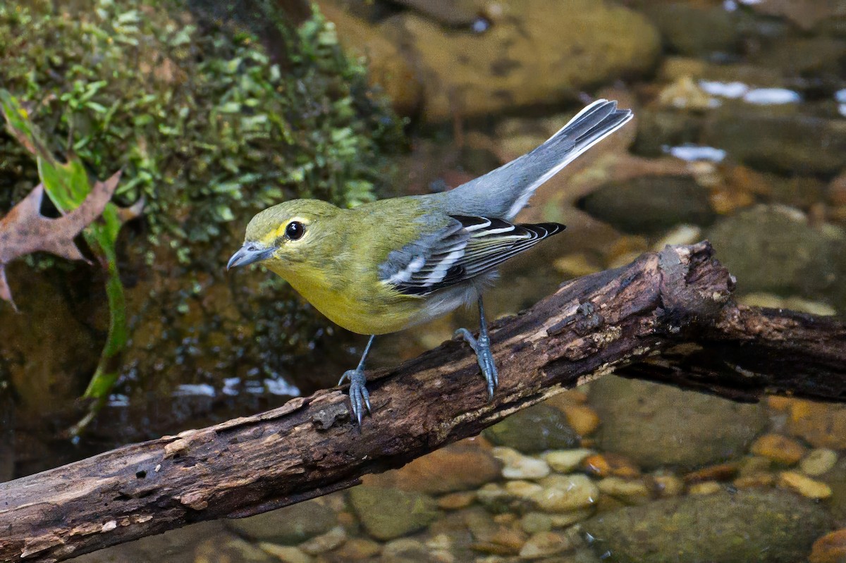 Yellow-throated Vireo - ML642686129