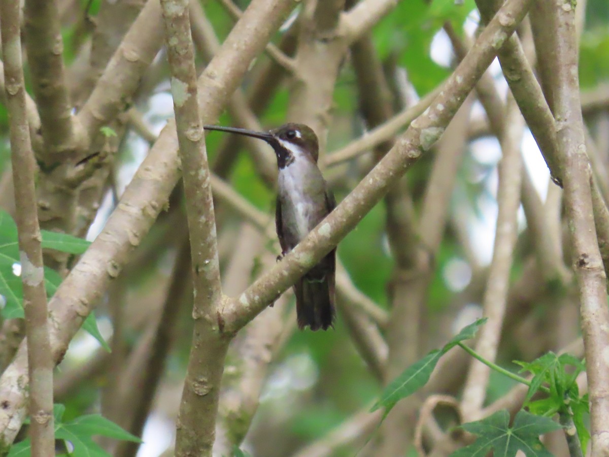 Long-billed Starthroat - ML642686130