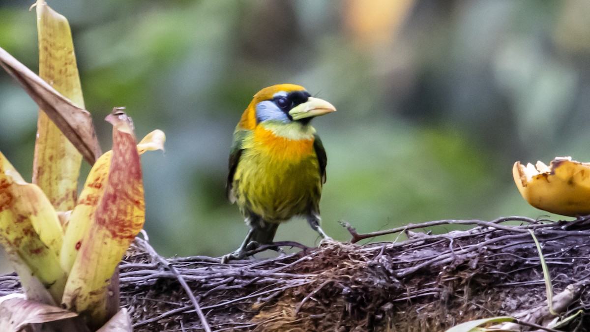 Red-headed Barbet - ML642686170