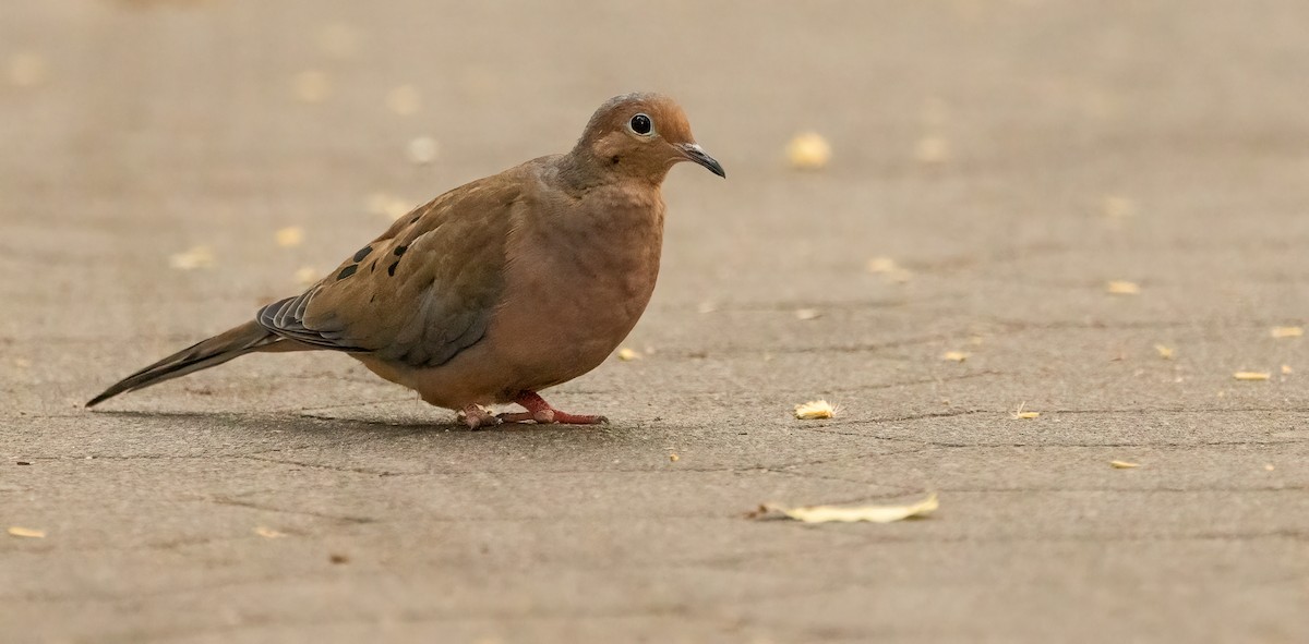 Mourning Dove - ML642686193