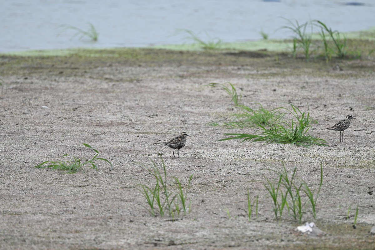 Pacific Golden-Plover - ML642686194