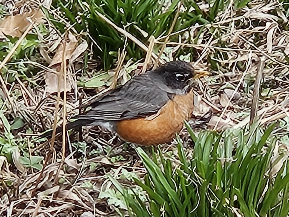 American Robin - ML642686202