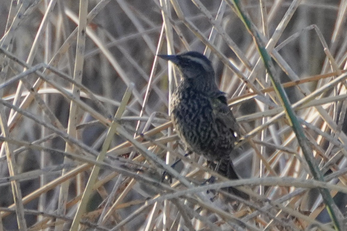Yellow-winged Blackbird - ML642686206