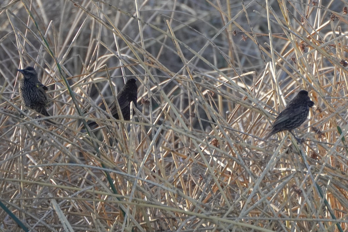 Yellow-winged Blackbird - ML642686207